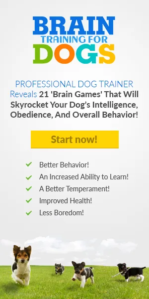 Dog Training